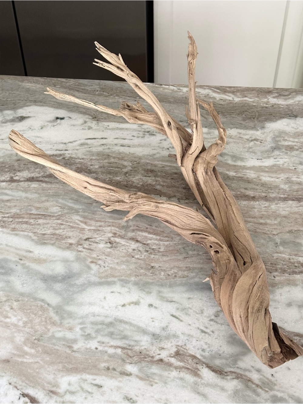 Large Natural Driftwood Branch - Coastal Beach Decor - Picture 9 of 17